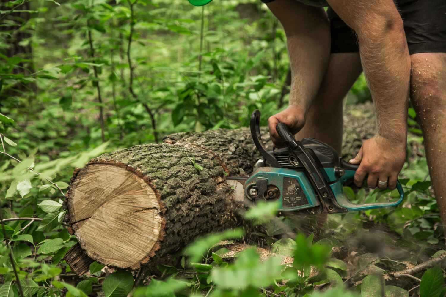 Shiloh, PA Tree Service Company